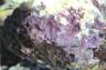 lithophyllum incrustans
